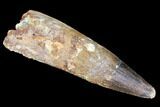 Bargain, Spinosaurus Tooth - Composite Tooth #105682-1